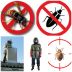NOBLET DESTRUCTION FRELONS ASIATIQUES GUÊPES